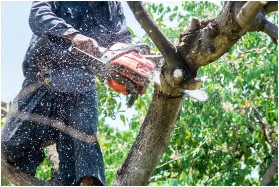 tree services Falcon Lake Estates